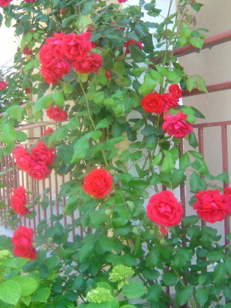 Pearl Apartament Roda (Corfu)